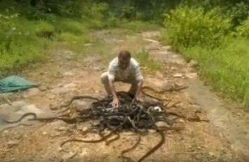 Змеелов. В Индии за раз выпустили 286 змей
