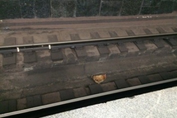 В харьковском метро рабочие на путях ловили курицу