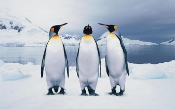 Ученые: Установлена причина, по которой пингвины не могут летать