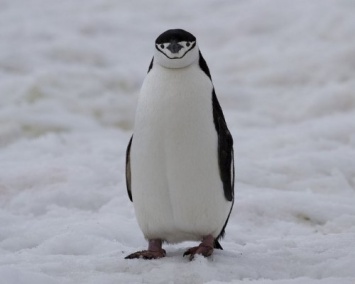 Ученые объяснили, почему пингвины не летают