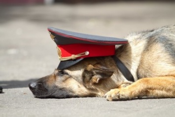 В Симферополе собака помогла задержать мужчину с амфетамином