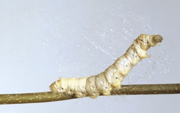 Наука позволила гусеницам шелкопряда вырабатывать сверхпрочную шелковую нить