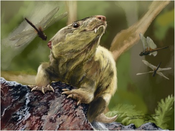 «Чешуйчатых крыс» из Бразилии отнесли к новым видам цинодонтов