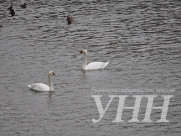 Семеро лебедей поселились в центре Ужгорода