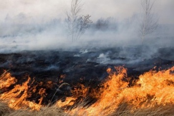 Под Павлоградом сгоревшая трава маскировала стихийную свалку