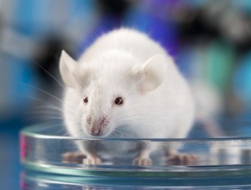 Ученые: Ультразвуковая вокализация мышей аналогична механике реактивного двигателя