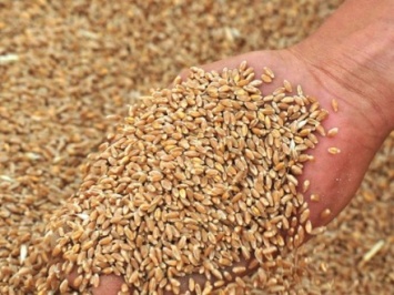 Должностному лицу в Херсонской области грозит до 12 лет за хищение зерна на более чем 18 млн грн