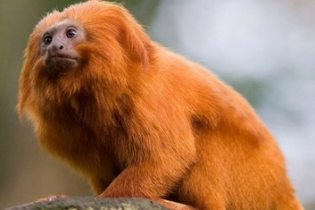 В харьковский экопарк привезли редких обезьян из Бразилии