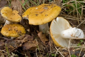 Четыре человека в Черниговской области умерли от отравления грибами