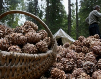 Житель Кузбасса задержан за воровство 800 кг кедровых шишек