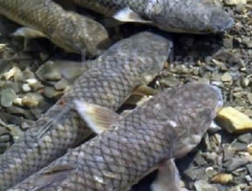 Рыбу, которая выходит из лимана в Азовское море, охраняют круглосуточно