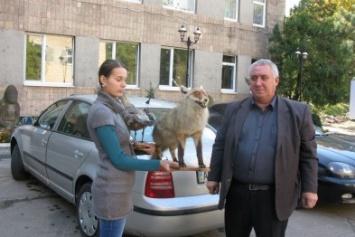 Макеевчанин передал в краеведческий музей чучела животных