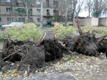 Непогода в Одессе повалила три дерева и повредила два авто