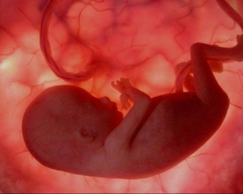 Уже на 16 день после зачатия у эмбриона начинает биться сердце