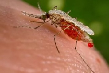 Около 20 севастопольских водоемов заселены комарами, которые могут быть переносчиками малярии, - Роспотебнадзор