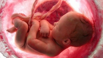 Сердце эмбриона начинает биться на 16-й день после зачатия