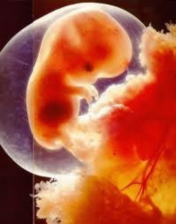 Ученые выяснили, что сердце эмбриона начинает биться на 16-й день после зачатия