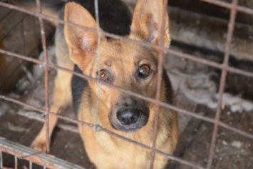 В Мариуполе бездомных собак накормили элитной колбасой (ФОТО+ВИДЕО)