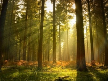 Застройщик хочет уничтожить 5 га соснового леса в Броварах, община города завтра обнародует факты противостояния