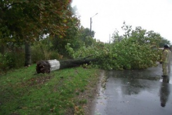 В Одессе и области рухнули 68 деревьев, - ГСЧС