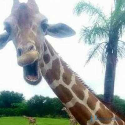 Сеть покорили фото смеющегося жирафа (ФОТО)