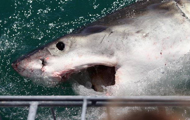 Нападение акулы на клетку с дайверами «шокировало» Сеть (ВИДЕО)
