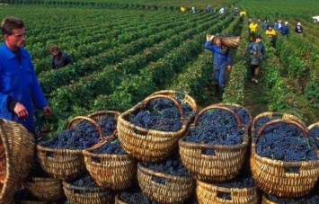 Компаниям-производителям вина из собственных материалов отменили лицензию на оптовую торговлю