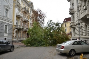 В центре Одессы всю ночь падали деревья и до сих пор мешают движению (ФОТО)