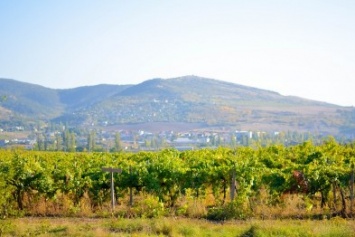 Достопримечательности Крыма: как выглядят виноградники осенью