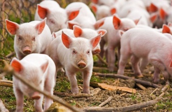 Хрю!: Порошенко разрешил свиноводам не стерилизовать навоз