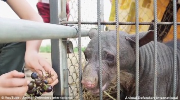 В Южной Америке зоозащитники спасли лысую, покалеченную в цирке медведицу