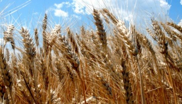 Селекционеры вывели сорт озимой пшеницы с урожайностью 120 ц/га