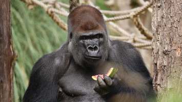 В Лондонском зоопарке поймали сбежавшую гориллу