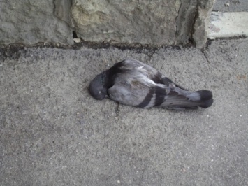 В Волгограде рассказали о причине массовой гибели голубей