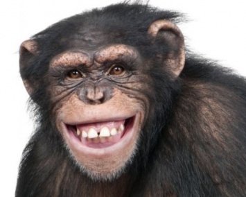 Ученые: Самки шимпанзе не борются за статус матки