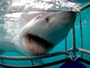 Дайвер чудом спасся от большой белой акулы (видео)