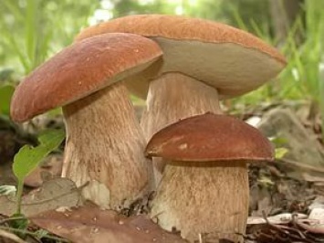 Двое николаевцев отравились грибами из Цюрупинска