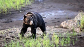 В Японии медведь насмерть загрыз человека и ранил еще одного