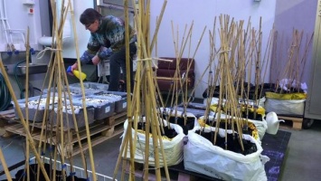 Финляндии трюфели будут выращивать прямо возле дома - саженцы со спорами скоро поступят в продажу