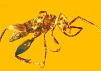 На Земле 100 миллионов лет назад обитали осы без крыльев