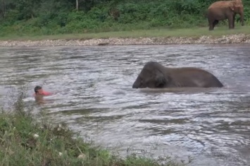 Слоненок бросился на помощь дрессировщику, тонущему в бурной реке