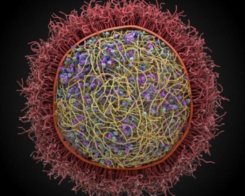 Ученые работают над созданием трехмерной модели живой клетки