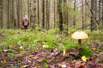 В крымских лесах заблудились и замерзли грибник с 4-летним ребенком (ФОТО)