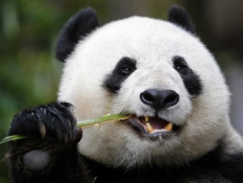 Умерла самая старая панда, жившая в неволе