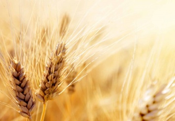 Ученые: Пшеничный протеин может привести к ухудшению хронических заболеваний