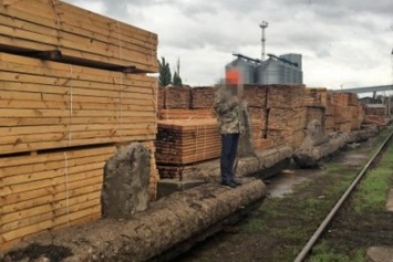 В Херсоне разоблачили схему масштабного нелегального экспорта древесины