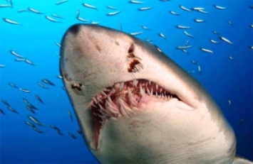 Швабра - надежный аргумент для белой акулы