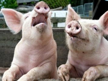 В Николаевской области вблизи свалки нашли труп свиньи, пораженной АЧС