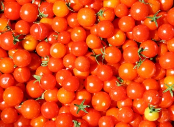 Потерю вкуса у томатов при охлаждении связали с метилированием ДНК