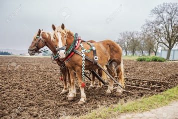 Треть украинских крестьян в 21 веке пашут землю на лошадях - исследование